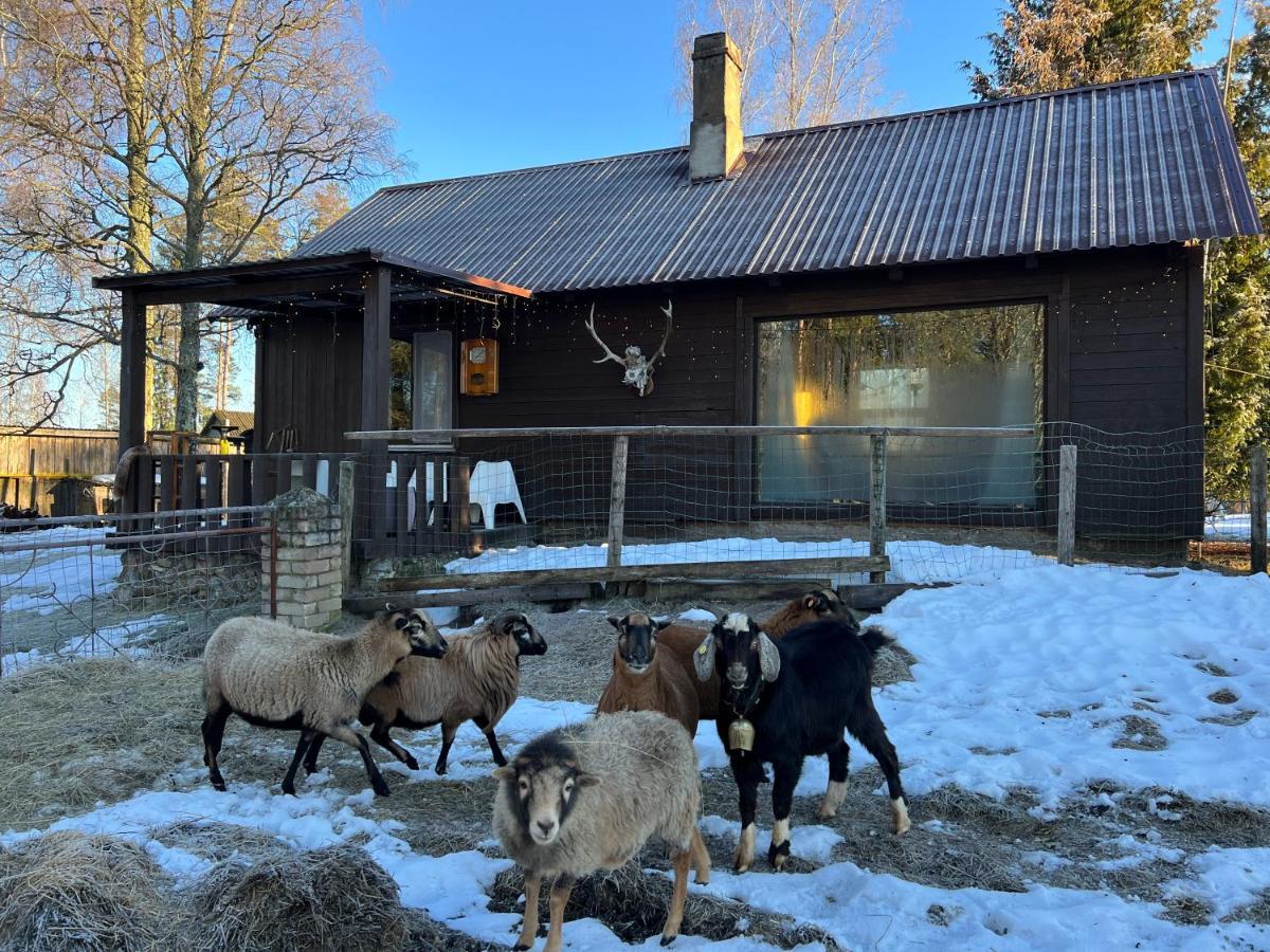 Private Farm Jakuzzi Sauna In The Forest Talsi Luaran gambar